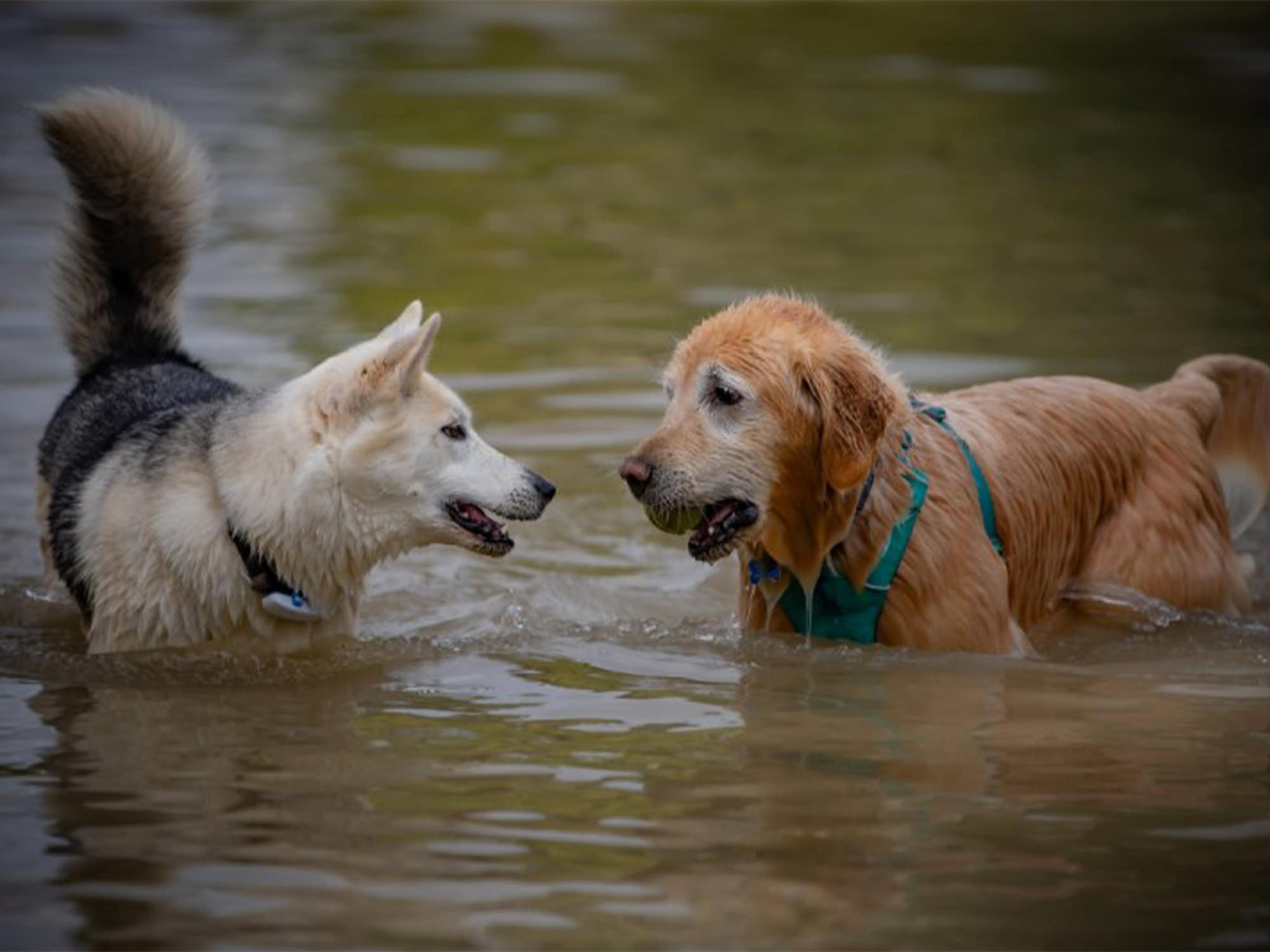 dogs enjoying the water at spring lake water dog bark event in sonoma county