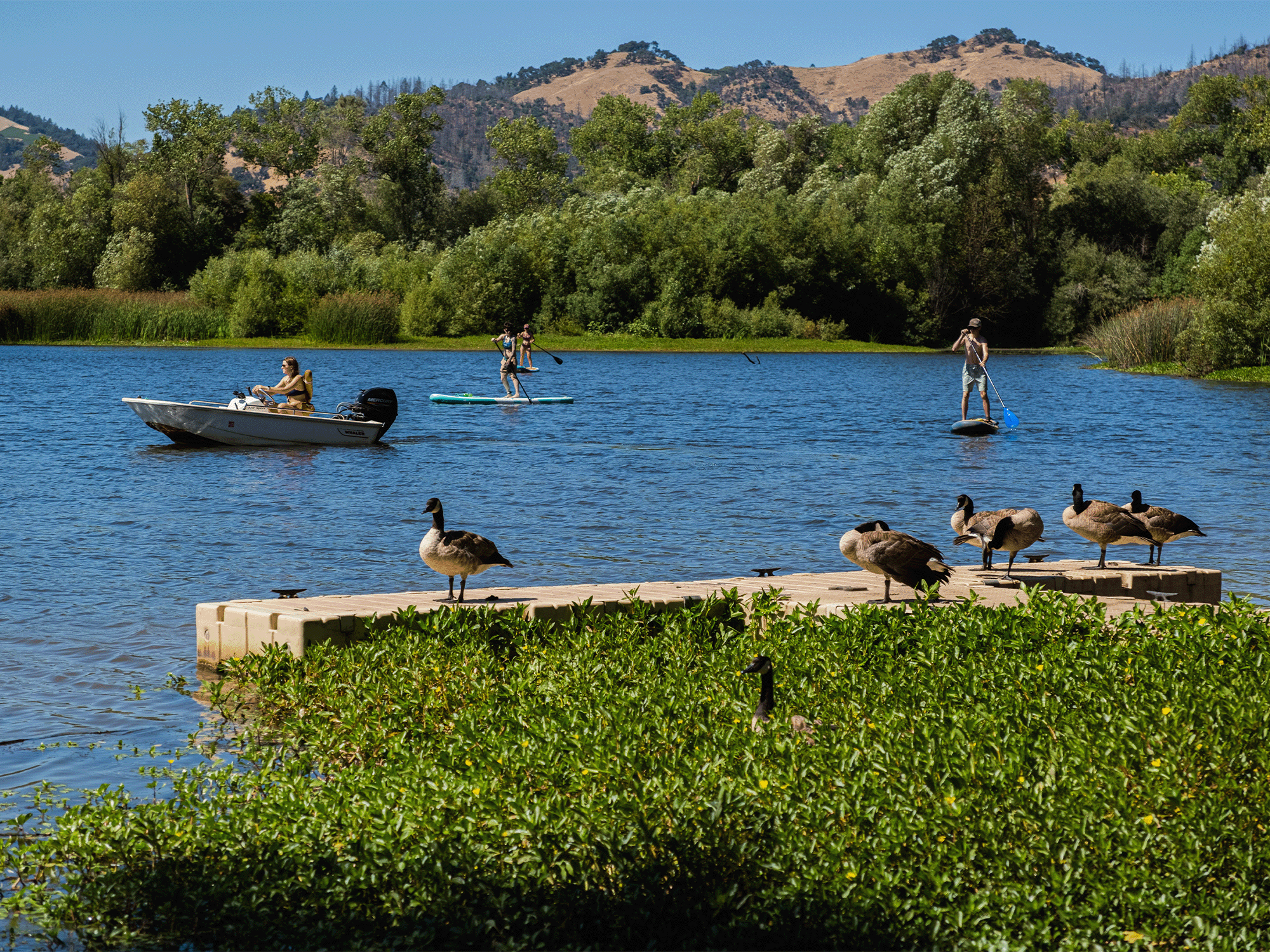people paddle boarding spring lake regional park in sonoma county