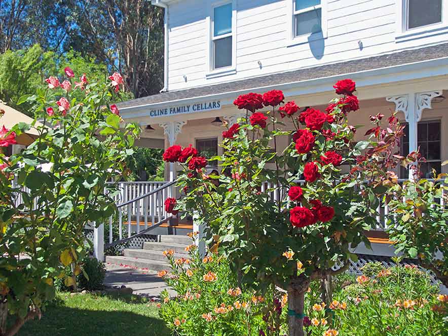 The tasting room at Cline Family Cellars in Sonoma is surrounded by blooming roses in the summer