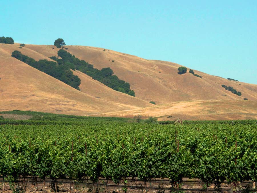 Bright green vineyards line the carneros Valley, surrounded by golden hills and bright blue sky in Sonoma County