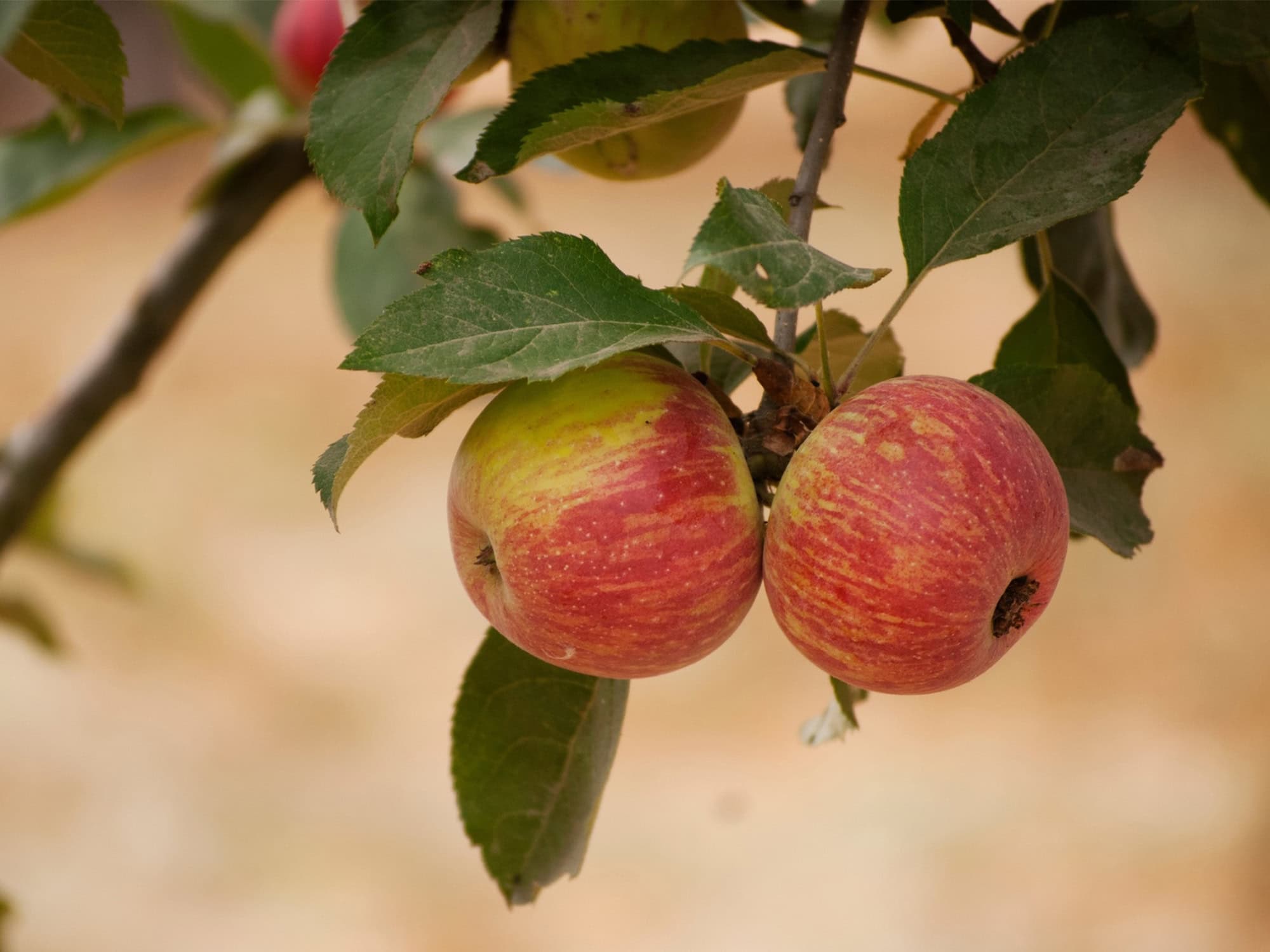 apples hanging from the tree at redwood hill farm capracopia