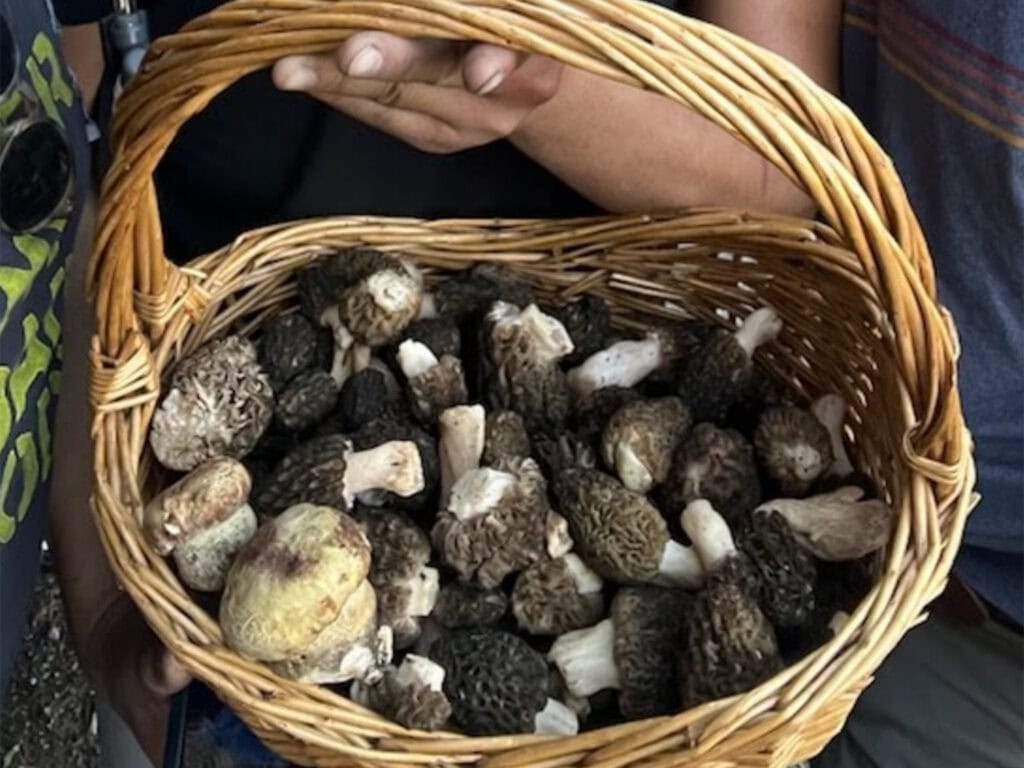 mushroom forging along the sonoma coast