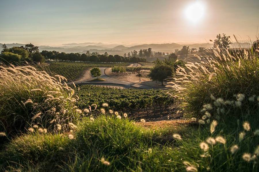 You'll find stunning vineyard views at Keller Estate Winery
