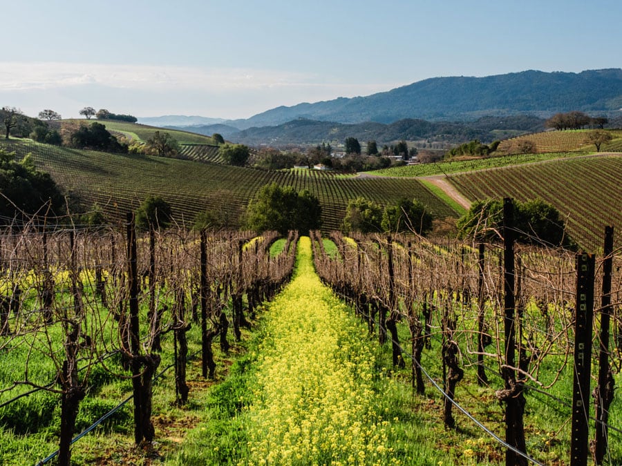 Kunde Family Winery mustard field