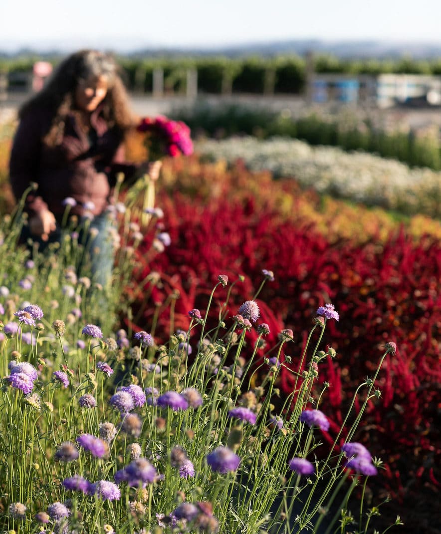 Jude at Zannah Farms in Santa Rosa—Photo by Eileen Roche