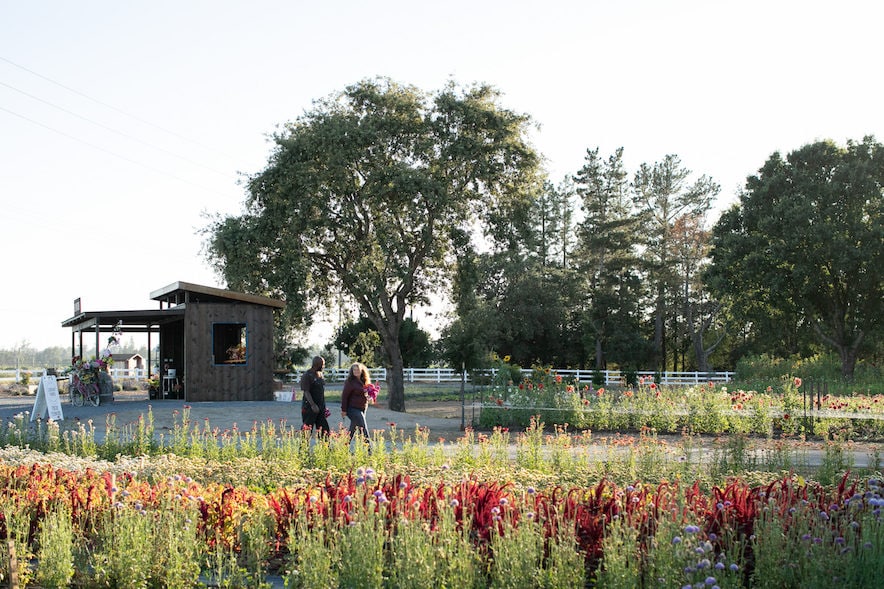 Dale Smith and Jude Crawford of Zannah Farms in Santa Rosa cut and arrange fresh bouquets daily for their farmstand, and sell buckets of flowers for DIY arrangements—Photo by Eileen Roche