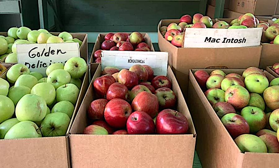 Just a few of the apple varieties grown by Walker Apples