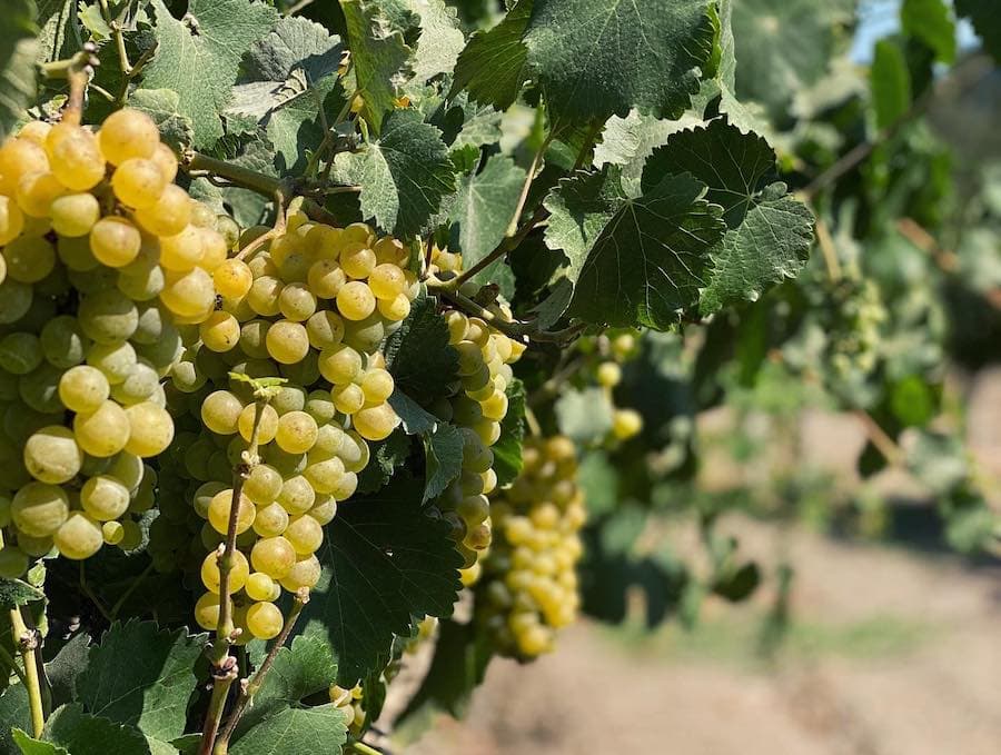 Chenin Blanc is the ultimate white for Fall