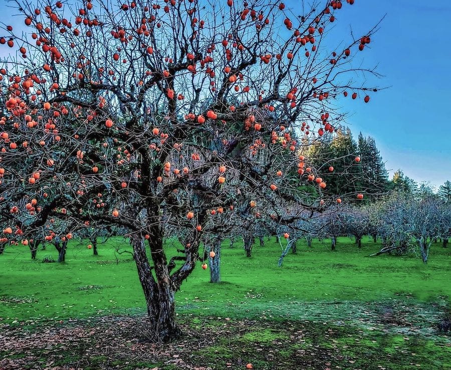 Persimmon tree in late Fall, without leaves