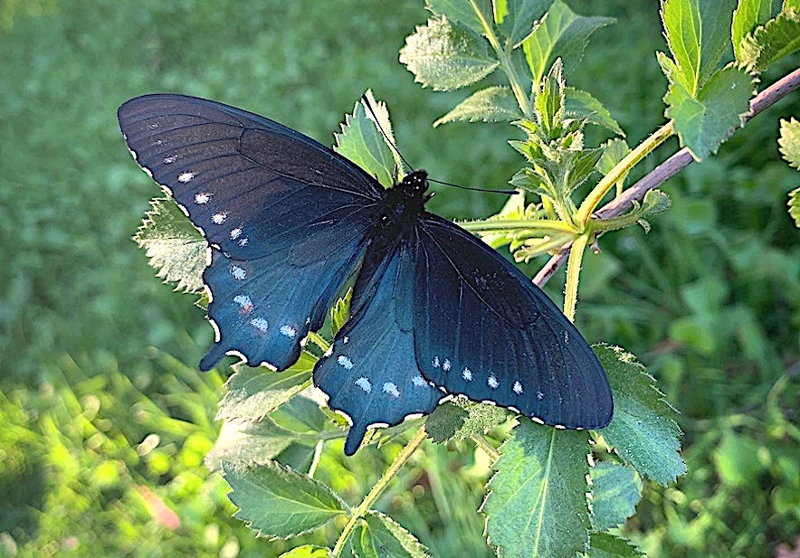 Flit your way through the Hallberg Butterfly Gardens 