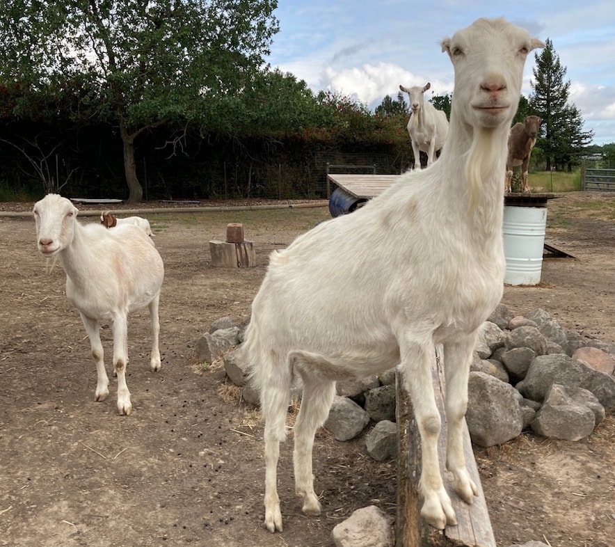 Leo (on right) the "gentle giant" of Goatlandia 