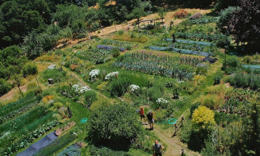 The Occidental Arts and Ecology Center has medicinal, edible and habitat plants and hard-to-find gallon starts