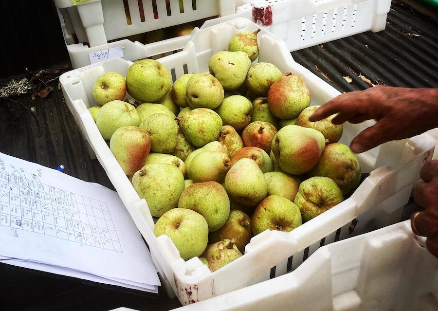 Pears aplenty at Oak Hill Farm of Sonoma