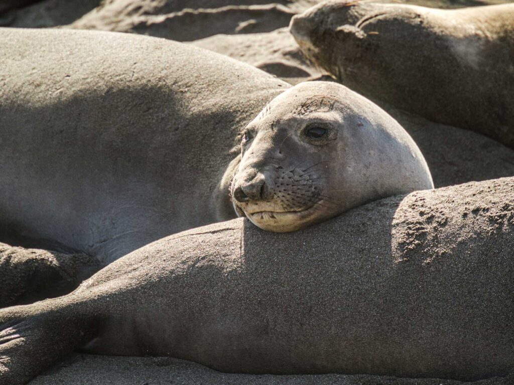 Northern elephant seals are among the many marine species you might see on the Sonoma Coast.