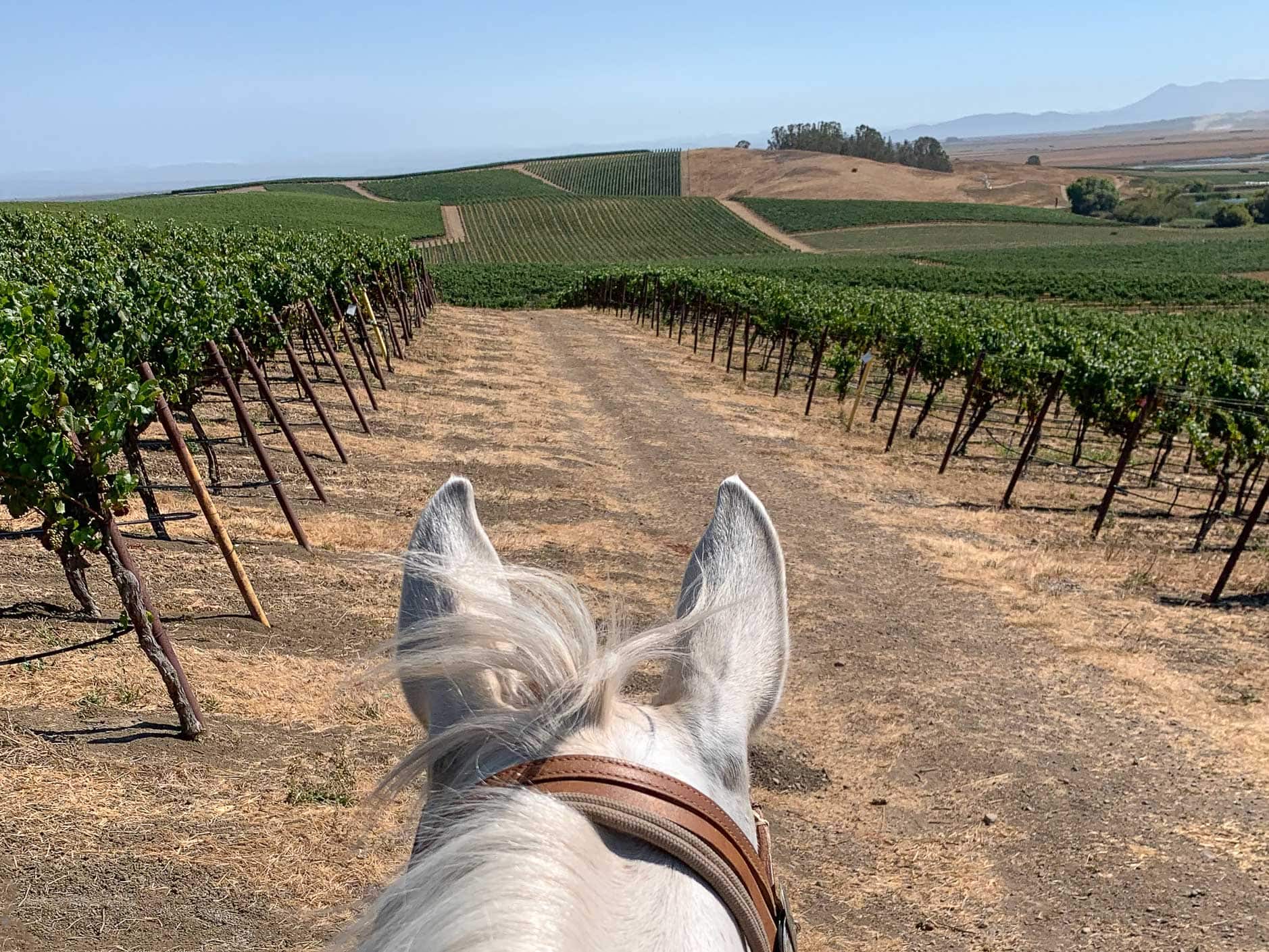 Explore a vineyard on horseback, followed by a wine tasting. Photo courtesy of Sonoma Valley Trail Rides.