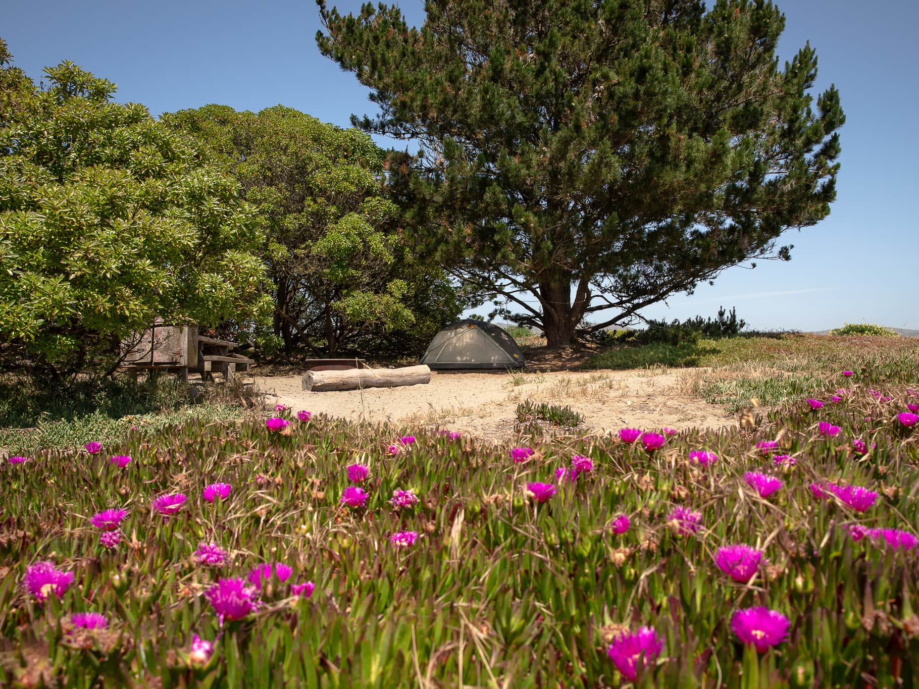 Camp at Doran Regional Park in Bodega Bay