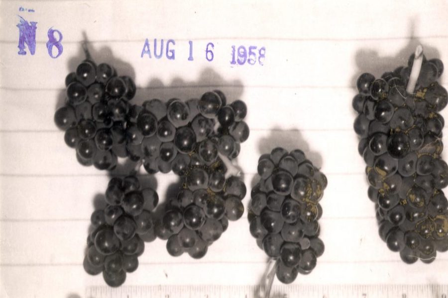 Pinot Noir from Hanzell Vineyards in Sonoma Valley, harvested in 1958 