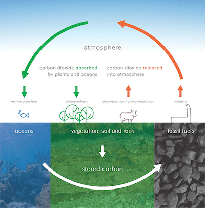 The carbon cycle