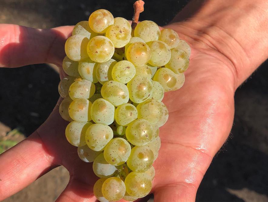 Riesling grown in the vineyard at The Gables Wine Country Inn