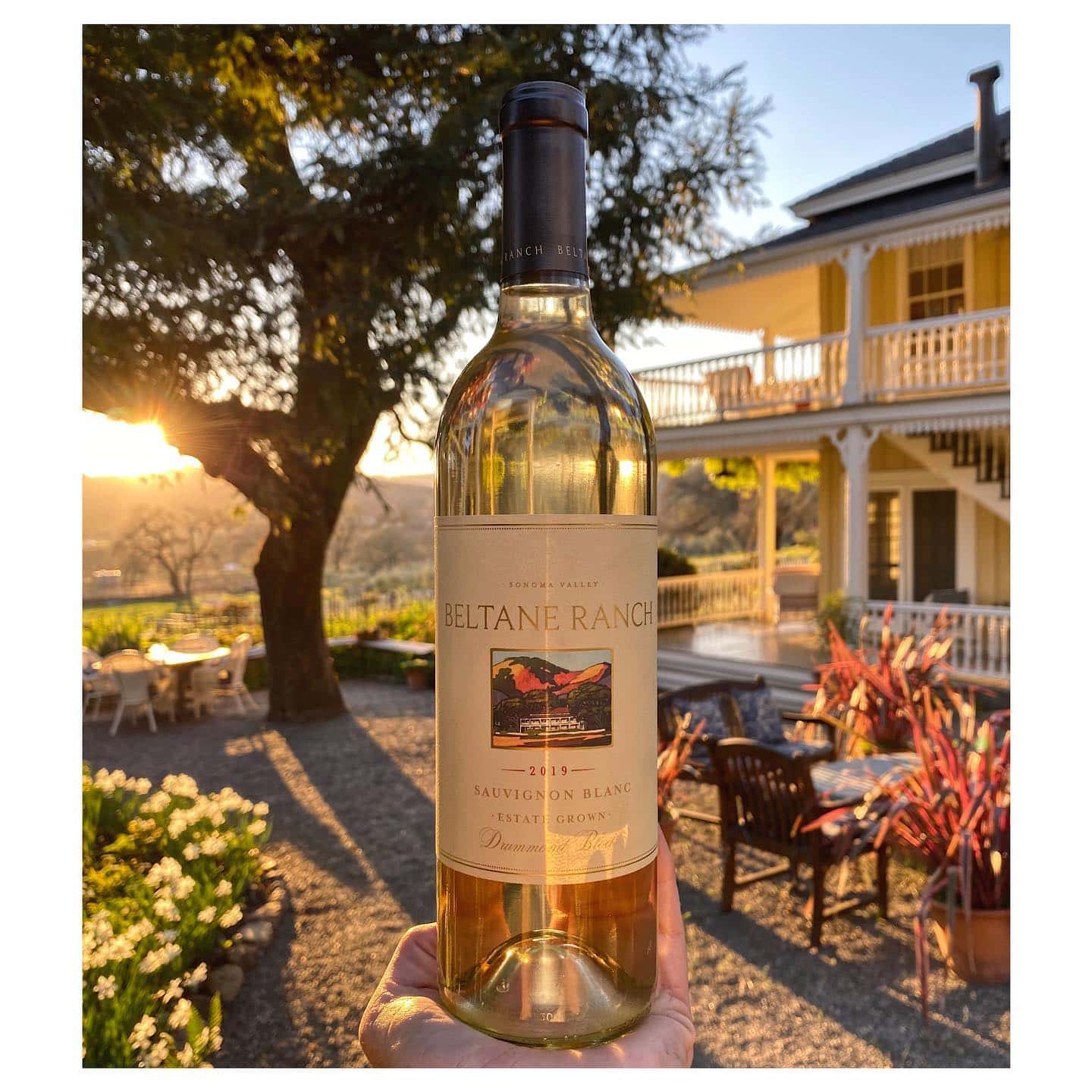 Sauvignon blanc from Beltane Ranch