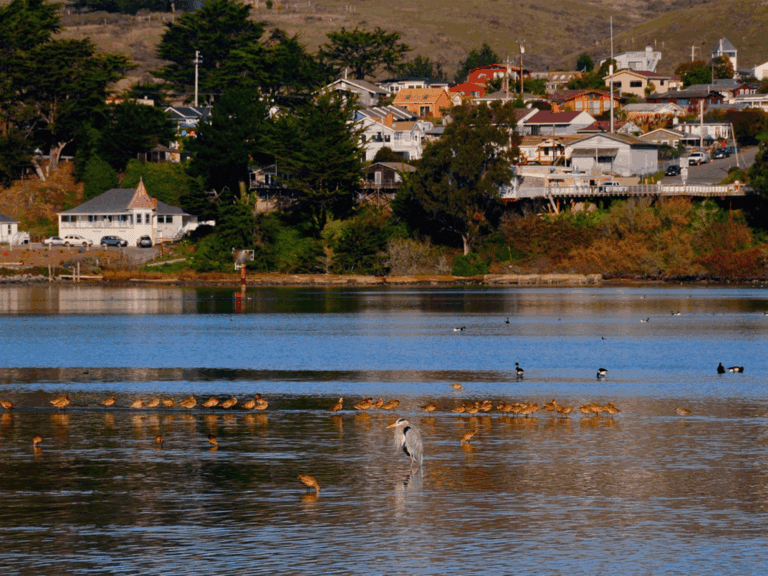 bird along the coast line bird watching in bodega bay