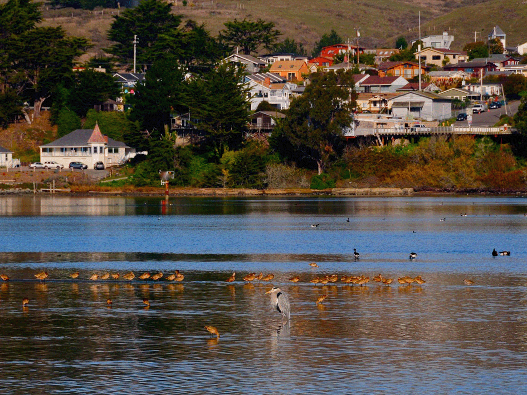 bird along the coast line bird watching in bodega bay