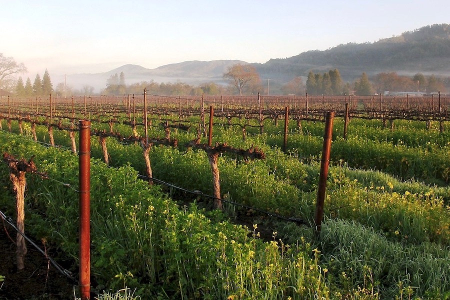 Alexander Valley Vineyards