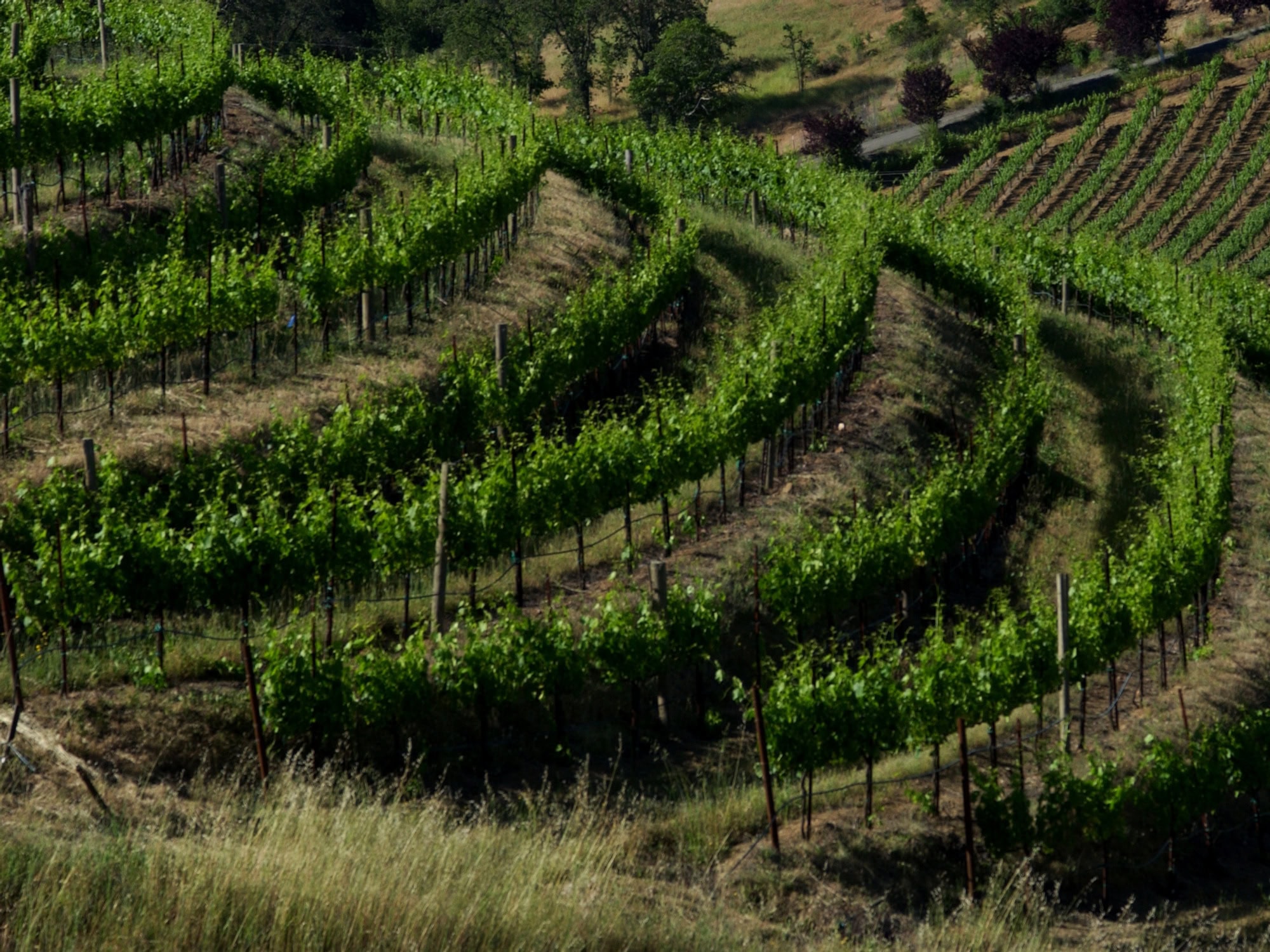 vineyard of seghesio family vineyards in sonoma county