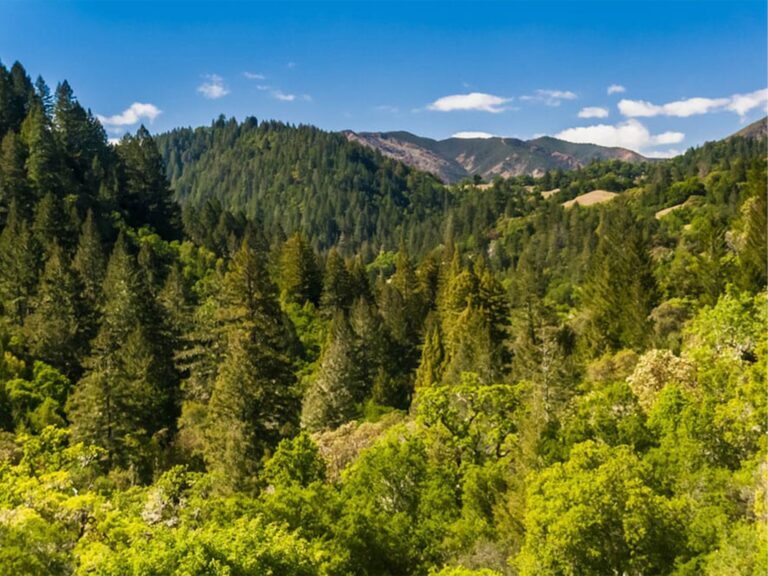 green nature scenery at austin creek state recreation area