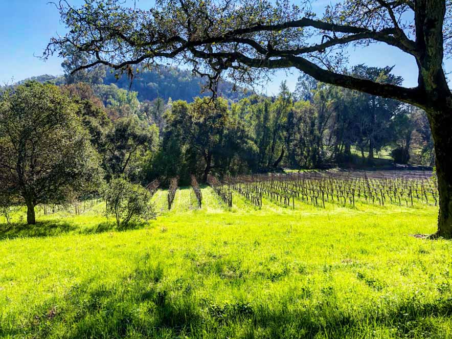 Image of the vineyards at Bartholomew Estate Winery in the Sonoma Valley.