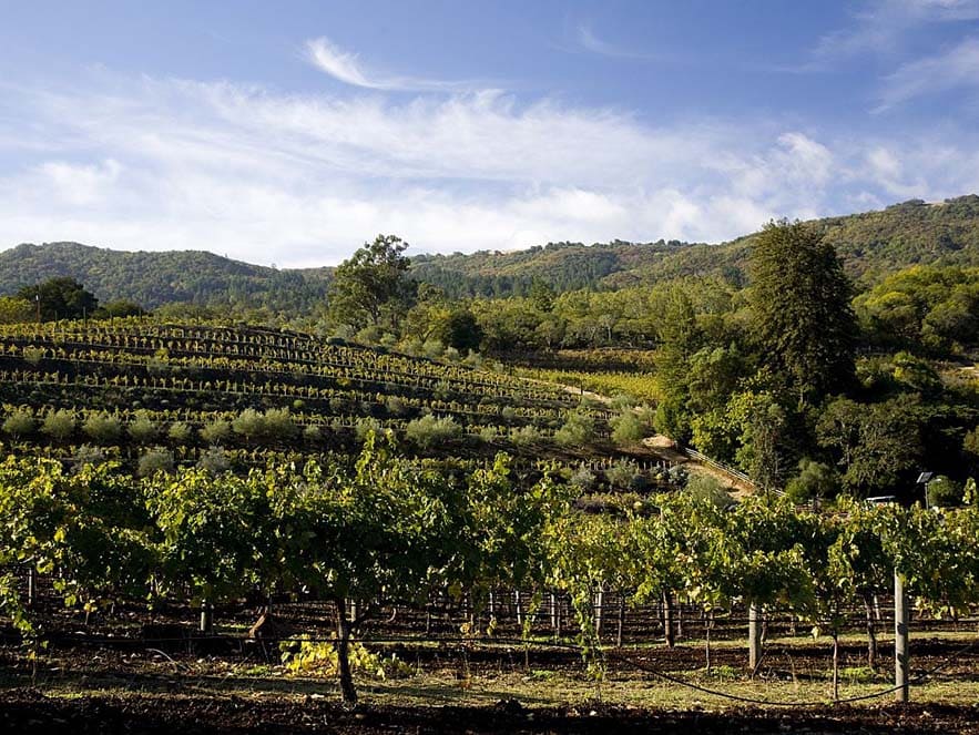 benziger vineyards and olive trees