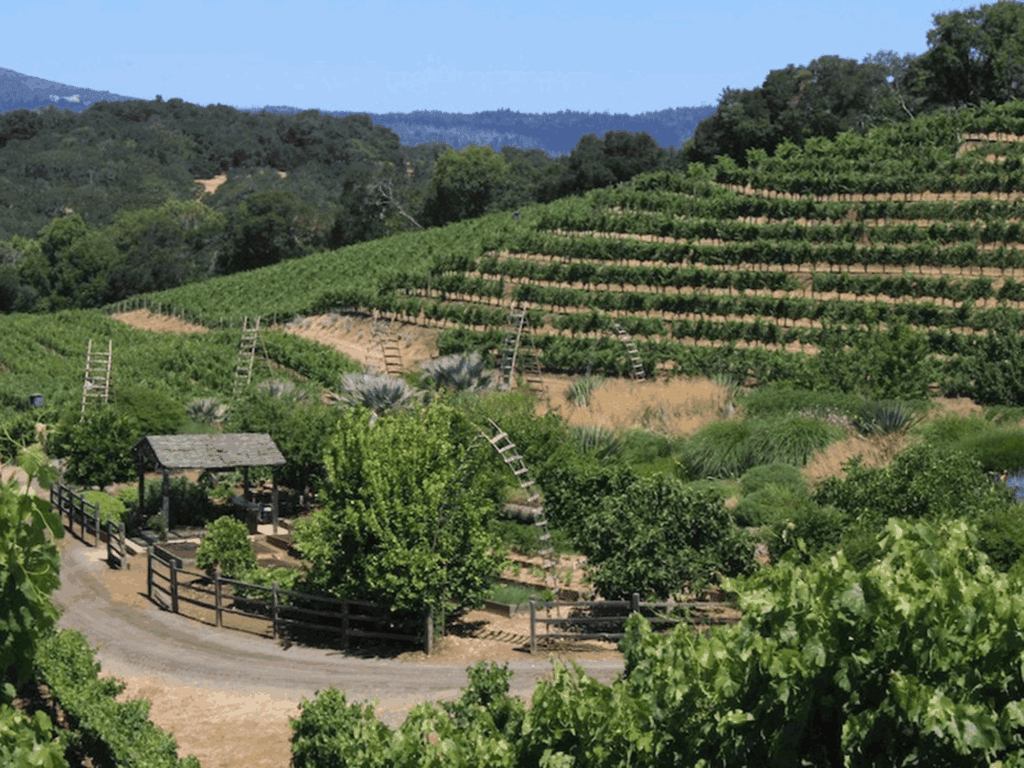 garden at benziger family wines in sonoma county