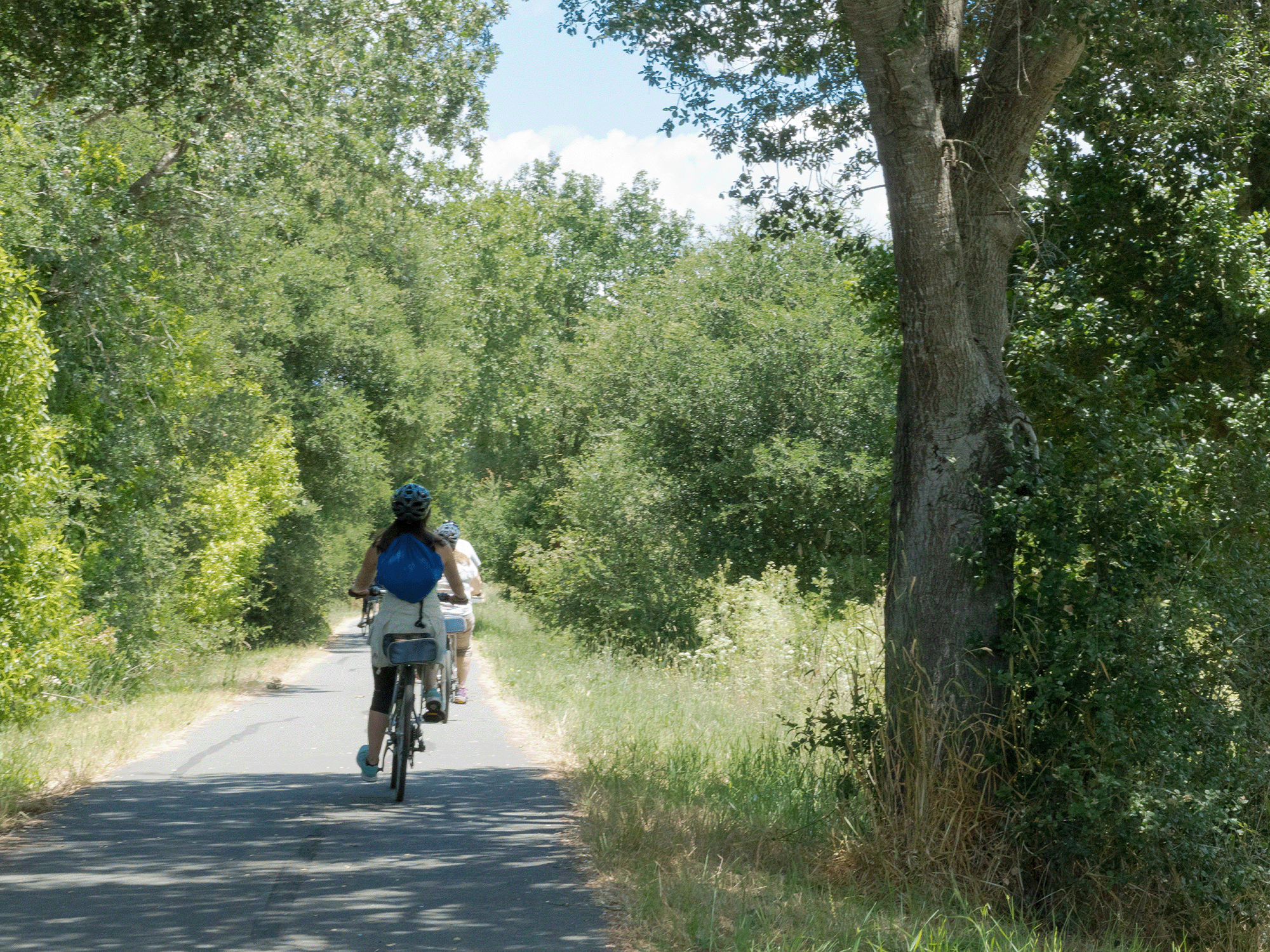 A person cycles down a paved path surrounded by trees in Sonoma County