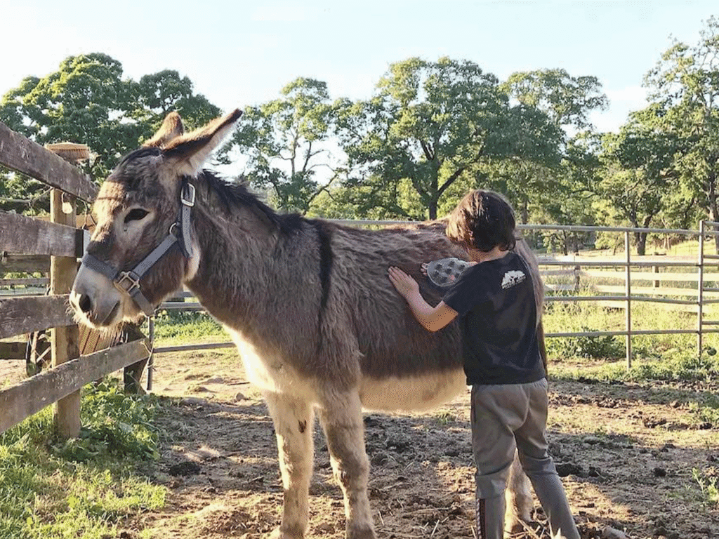child brushing the burro at beltane ranch in sonoma county
