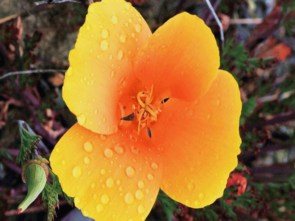california poppy flower growing at austin creek state park in sonoma county