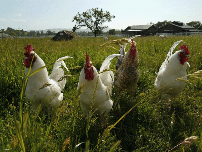 chickens free range in the field at charlies arces farm sanctuary in sonoma county