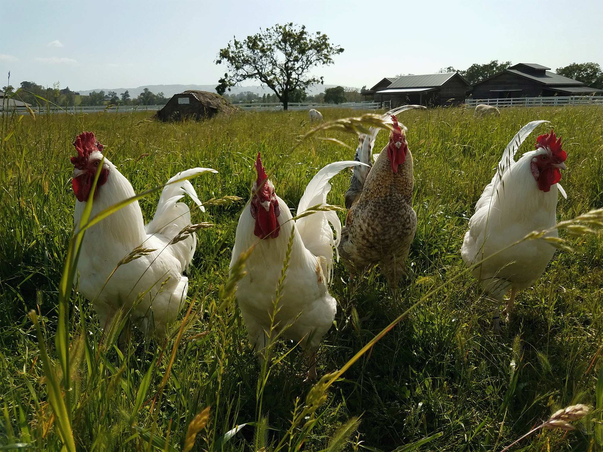 chickens free range in the field at charlies arces farm sanctuary in sonoma county