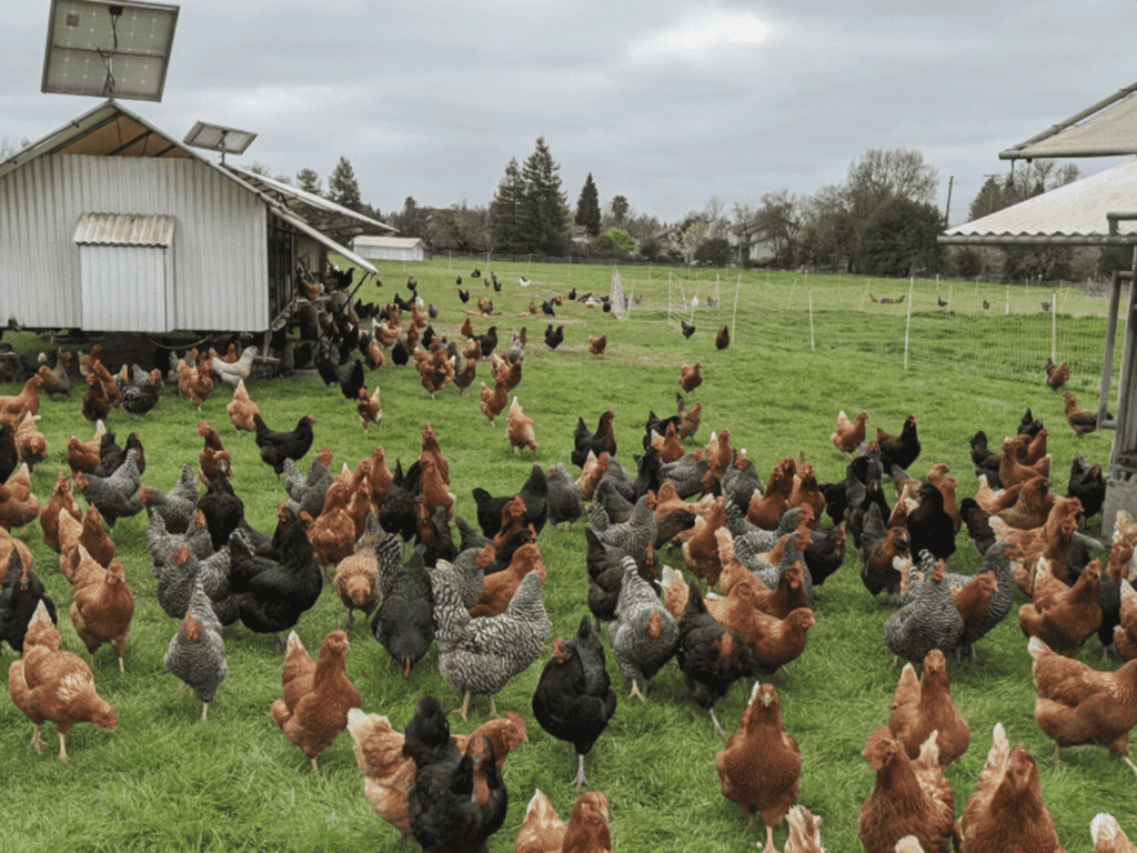 a bunch of chickens roaming free at wise acre farms in windsor sonoma county