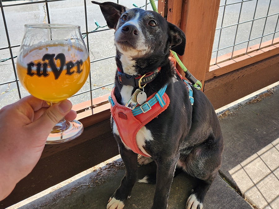 Cuver dog friendly brewery Sonoma County 