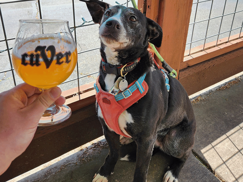 dog hanging out on the patio at cuver belgian brewers in sonoma county