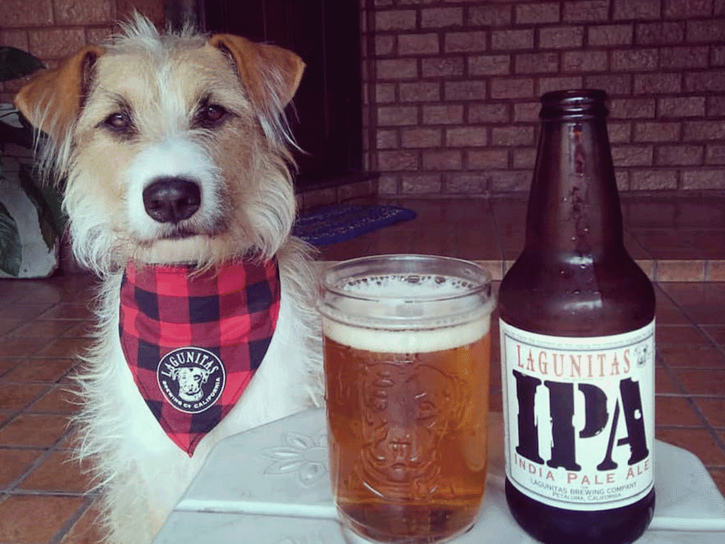 dog on the patio at lagunitas brewery company in petaluma while owner enjoys an ipa