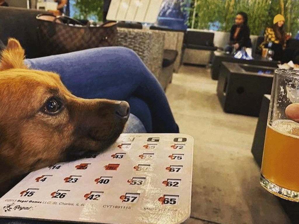 dog hanging out on the patio at the crooked goat brewing company in sonoma county
