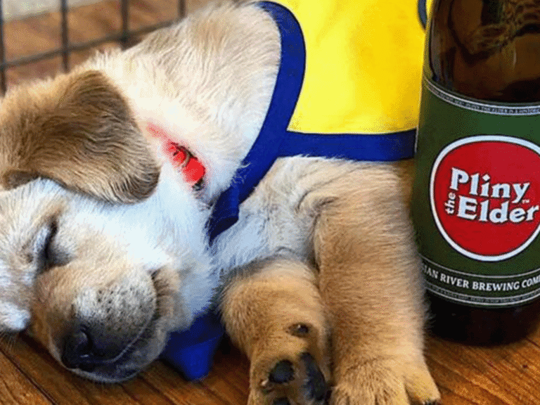 puppy sleeping at the russian river brewery during the release of pliny the elder beer in sonoma county