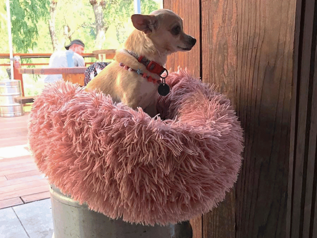 little dog sitting in a pink fuzzy bed on a stool on the patio at stumptown brewery in guerneville