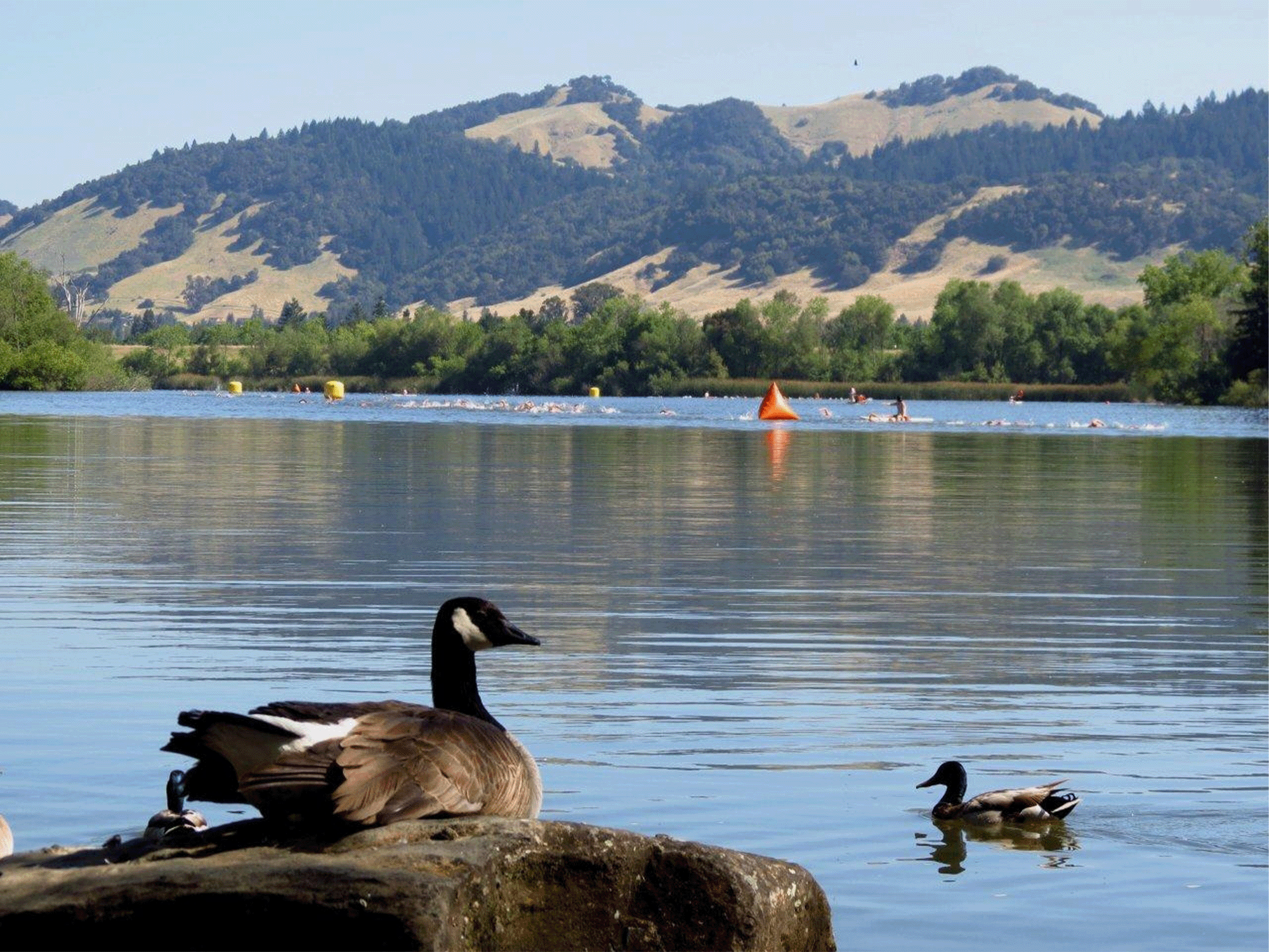 ducks at spring lake regional park in sonoma county