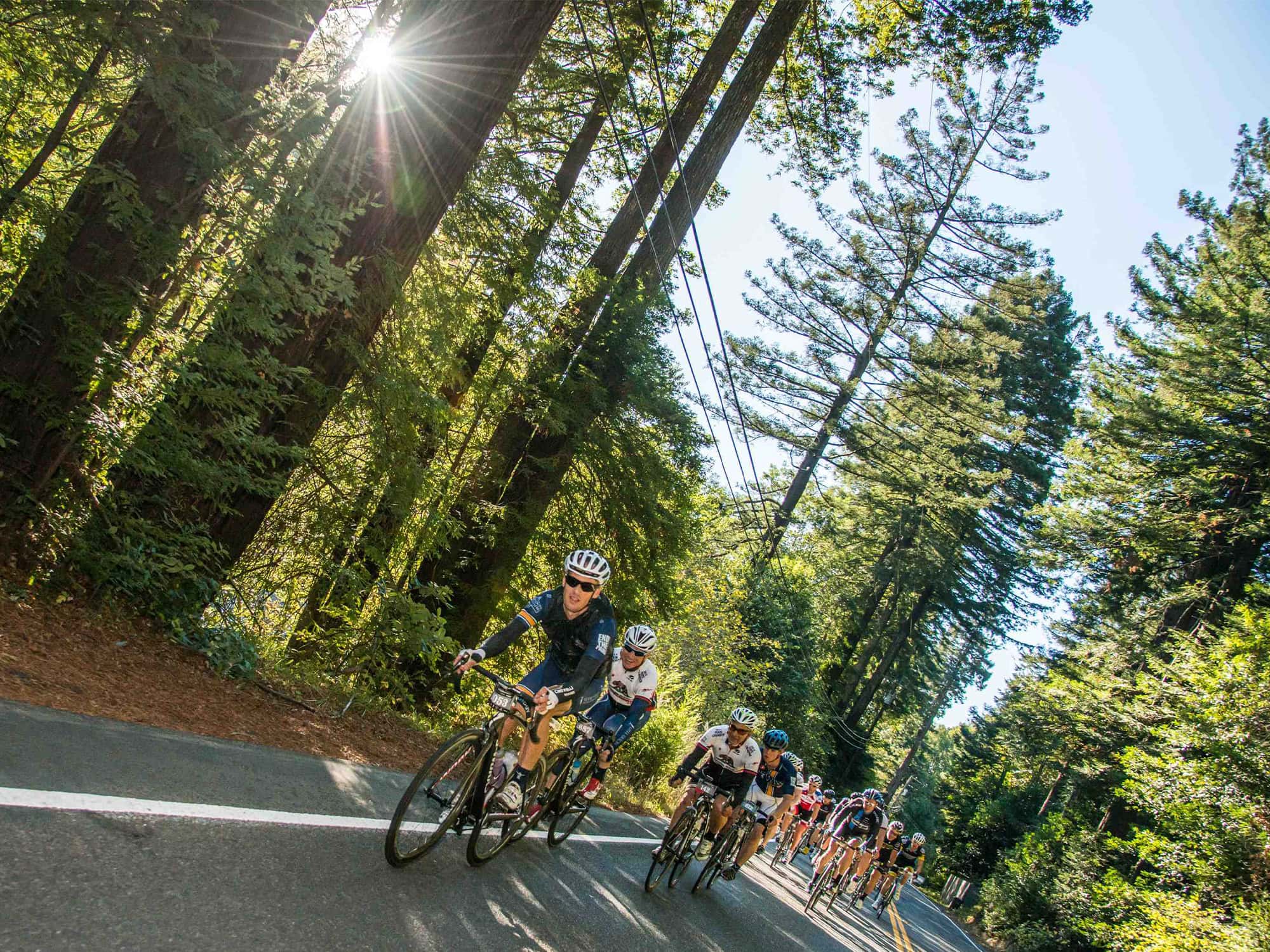 Cyclists race past redwoods