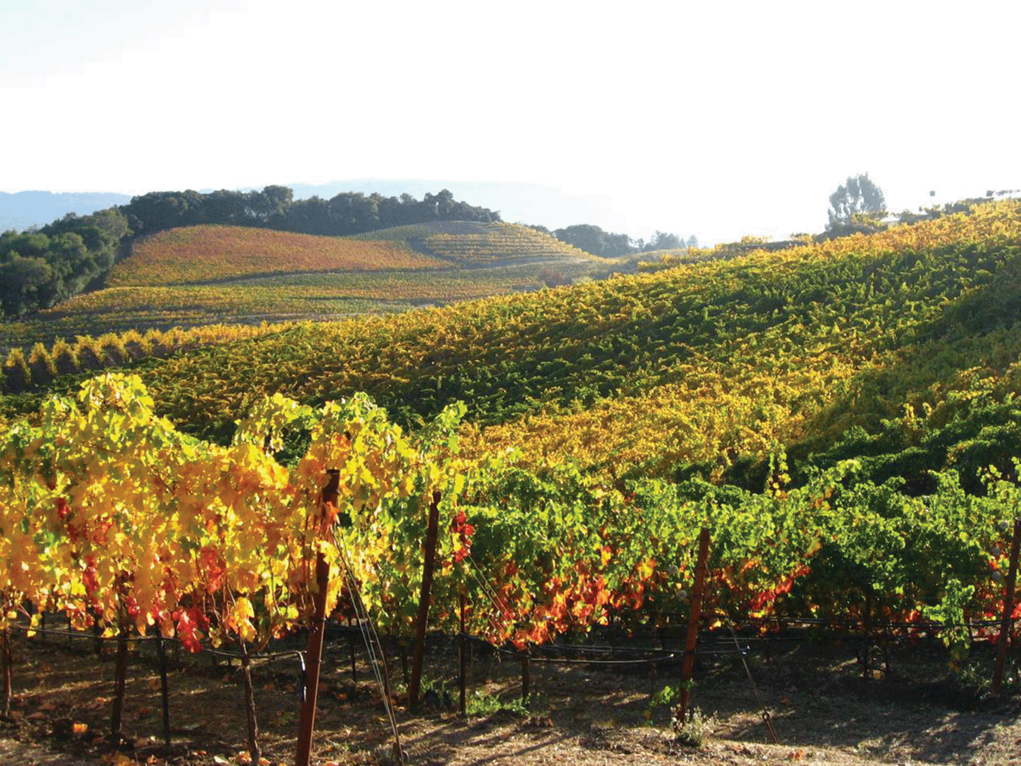 vineyards changing colors during fall at benziger winery in sonoma county