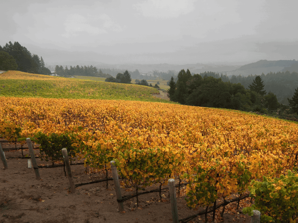 fall vineyards at ramey chardonnay at sonoma coast ava