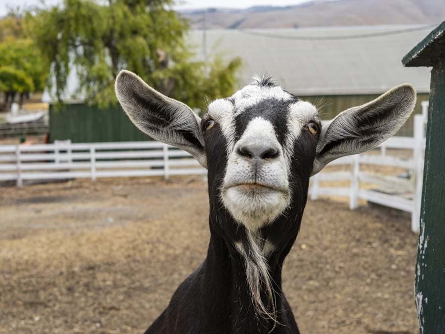 A goat looks at the camera