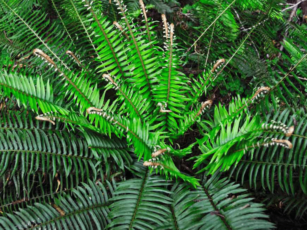 green lush fauna growing at armstrong redwoods state park in sonoma county